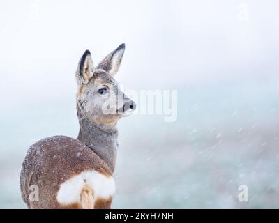 Capriolo capreolo capreolo in inverno. Capriolo con sfondo nevoso. Animale selvatico con corna ricoperte di velluto. Foto Stock