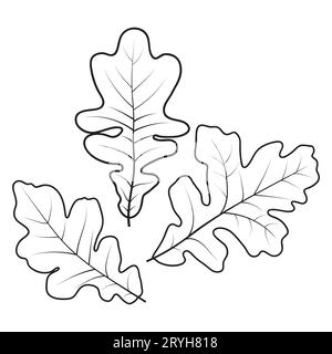 Foglie di quercia bianca, illustrazione vettoriale isolata su sfondo bianco. Contorni delle foglie di quercia, pagina da colorare. Illustrazione Vettoriale