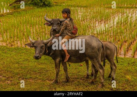 Giovane cambogiana che cavalca un bufalo d'acqua vicino ai campi di riso durante la stagione dei monsoni. Provincia di Kampot, Cambogia. © Kraig Lieb Foto Stock