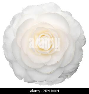White camellia flower isolati su sfondo bianco Foto Stock