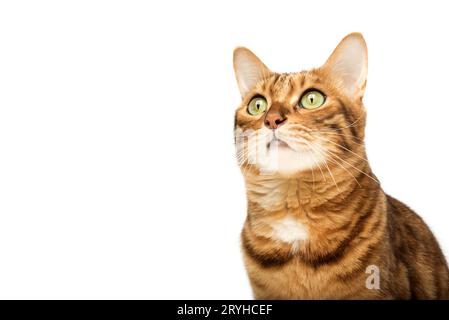 La testa di un gatto del Bengala che guarda in alto con interesse Foto Stock