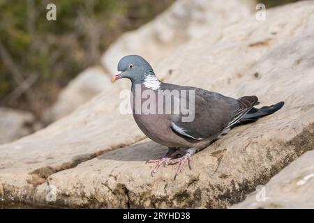 Columba palumbus, piccione di legno comune, Lleida, Catalogna, Spagna Foto Stock