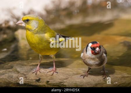 Carduelis carduelis, European goldfinch, and a Chloris chloris, European greenfinch, vicino ad una pozzanghera, Lleida, Catalogna Foto Stock