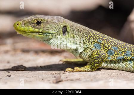 Lucertola gioiellata, Timon lepidus, su una roccia, Lleida, Catalogna, Spagna Foto Stock