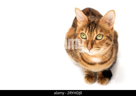 Gatto del Bengala seduto in piena crescita su uno sfondo bianco. Foto Stock