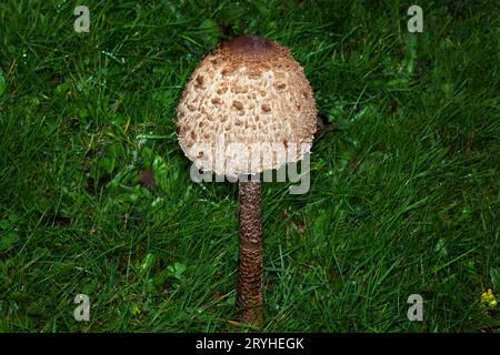 La procera Macrolepiota (fungo da parassita) è un fungo che si trova nei pascoli e occasionalmente nei boschi. A livello globale, è diffusa nelle regioni temperate. Foto Stock