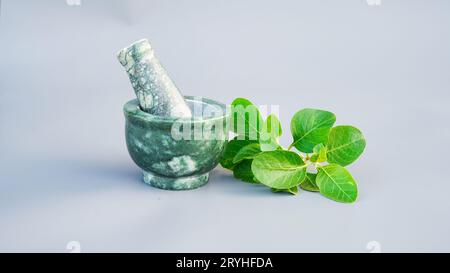 Ashwagandha Medicinal Herb in una ciotola di macinazione con foglie verdi fresche, nota anche come Withania Somnifera, Ashwagandha, Ginseng indiano, Poison Gooseberr Foto Stock