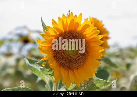 vista ravvicinata di un girasole in un giardino, sfondo sfocato Foto Stock