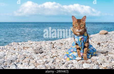 Simpatico gatto con un abito da sole estivo sullo sfondo del mare. Vacanze estive. Foto Stock