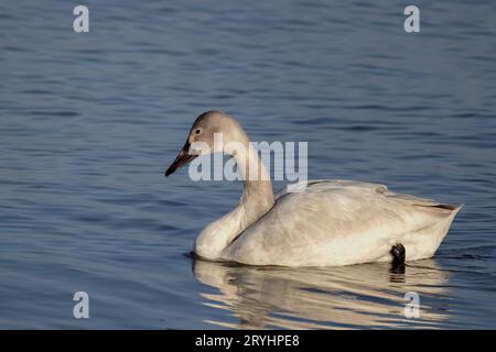 Il cigno tundra (Cygnus columbianus) Foto Stock