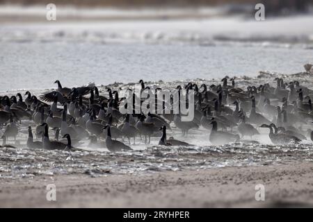 Gregge di oche canadesi (Branta canadensis) sulla moltitudine del lago Michigan Foto Stock