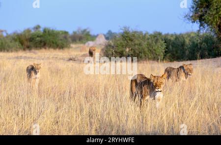 Leoni nel loro habitat naturale - l'Africa Foto Stock