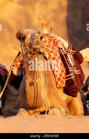 Cammello con sella nel deserto della Giordania, ritratto Foto Stock