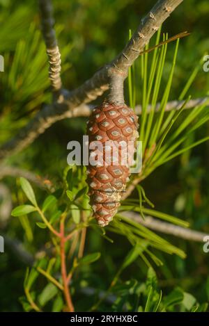 Coni e foglie di pino di Aleppo Pinus halepensis in Toscana, Italia Foto Stock