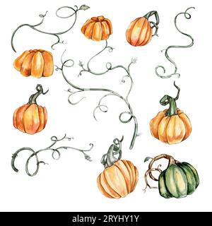 Zucche autunnali disegnate a mano acquerello . Illustrazione dell'autunno disegnata a mano. Illustrazione di Halloween per adesivo, invito, poster, imballaggio, disegni, Foto Stock
