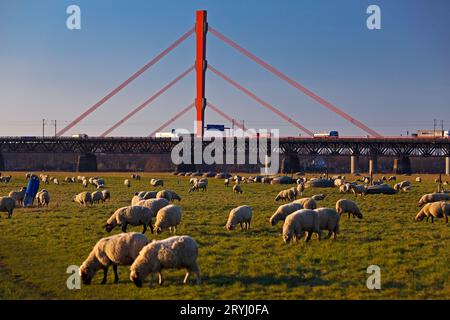 Pecore sui prati del Reno con il ponte Beeckerwerth Autobahn sulla A42, Duisburg, Germania Foto Stock