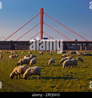 Pecore sui prati del Reno con il ponte Beeckerwerth Autobahn sulla A42, Duisburg, Germania Foto Stock