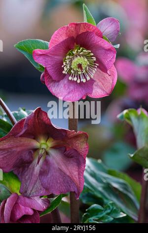 Helleborus Ice 'N' Roses Red, helleborus Coseh 4100, hellebore, pianta con fiori viola a metà inverno Foto Stock