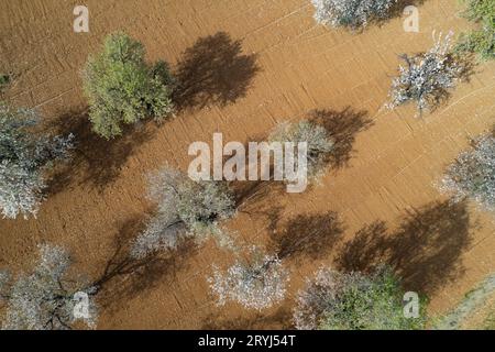 Drone scena di mandorli in primavera coperto di fiori bianchi. Vista dall'alto, panorama del paesaggio del drone Foto Stock