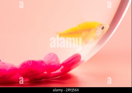 Un pesce giallo nella ciotola dell'acquario su sfondo rosa, vista ravvicinata macro Foto Stock