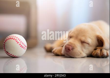 Il cucciolo stanco si addormenta dopo aver palpeggiato con la palla sul pavimento di casa Foto Stock