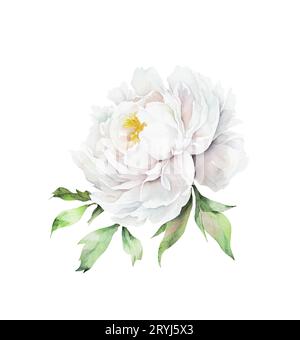 Acquerello illusrtazione di una testa di fiore di peonia bianca isolata Foto Stock