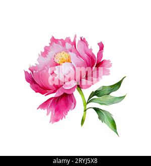 Acquerello illusrtazione di una testa di fiore di peonia rossa isolata Foto Stock