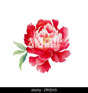 Acquerello illusrtazione di una testa di fiore di peonia rossa isolata Foto Stock