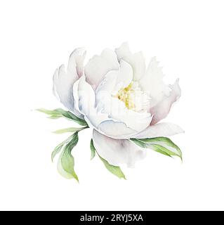 Acquerello illusrtazione di una testa di fiore di peonia bianca isolata Foto Stock