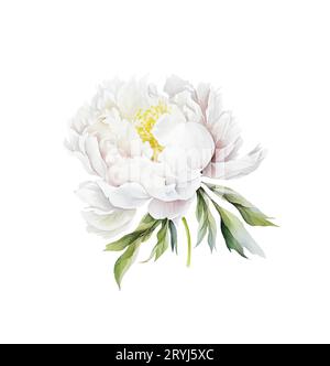 Acquerello illusrtazione di una testa di fiore di peonia bianca isolata Foto Stock