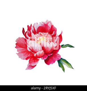 Acquerello illusrtazione di una testa di fiore di peonia rossa isolata Foto Stock