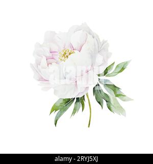 Acquerello illusrtazione di una testa di fiore di peonia bianca isolata Foto Stock