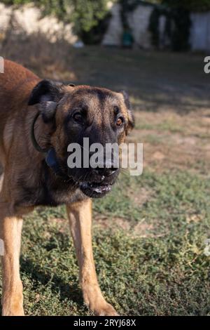 Bellissimo cane aggressivo e arrabbiato, il pastore belga Malinois prende i vestiti del criminale. Addestramento per cani di servizio. Il cane morde i vestiti. Attacco arrabbiato. Denti malvagi dentro Foto Stock