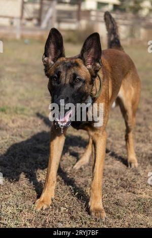 Bellissimo cane aggressivo e arrabbiato, il pastore belga Malinois prende i vestiti del criminale. Addestramento per cani di servizio. Il cane morde i vestiti. Attacco arrabbiato. Denti malvagi dentro Foto Stock