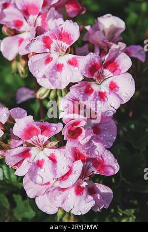 Primo piano dei fiori di geranio rosa, colpo verticale, gocce d'acqua Foto Stock
