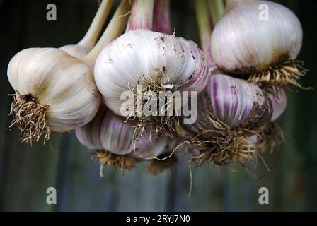 Aglio raccolto appeso in un mazzo, primo piano Foto Stock