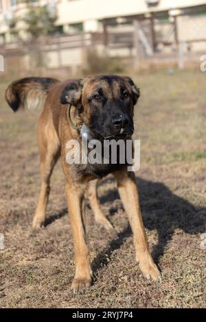 Bellissimo cane aggressivo e arrabbiato, il pastore belga Malinois prende i vestiti del criminale. Addestramento per cani di servizio. Il cane morde i vestiti. Attacco arrabbiato. Denti malvagi dentro Foto Stock