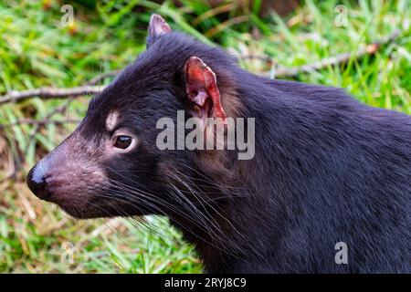 Primo piano ritratto orizzontale del diavolo della Tasmania al santuario DevilsCradle vicino al parco nazionale di Cradle Mountain in Tasmania. Minacciato da Devil Facial tu Foto Stock