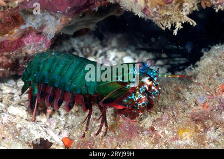 Un gamberetto di mantis di pavone di colore verde sul fondo Foto Stock