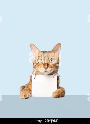Ritratto di un gatto del Bengala con uno striscione bianco in cartone sulle zampe su sfondo colorato. Foto Stock