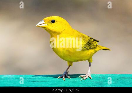 Ritratto ravvicinato di un uccello dal volto arancione e giallo Foto Stock
