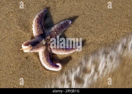 Stelle marine (Asteroidea) sulla spiaggia, Skagen, Mare del Nord, Danimarca, Europa Foto Stock