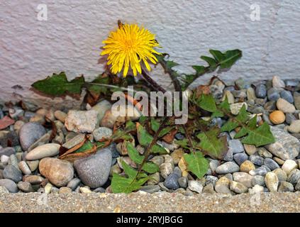 Il Dandelion cresce tra i ciottoli sul muro di una casa Foto Stock