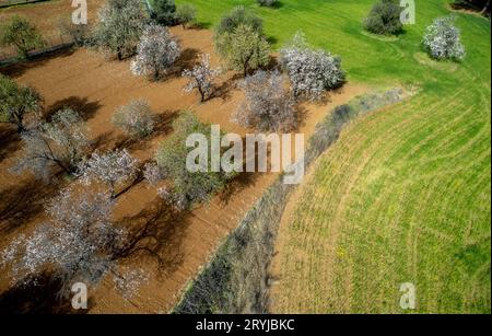 L'antenna del drone di Almond fiorisce e gli ulivi nel campo agricolo. Primavera nella natura all'aperto. Foto Stock