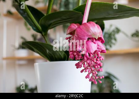 Splendida Medinilla magnifica in fiore in vaso bianco, dettaglio Foto Stock