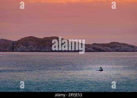 Balene selvagge nelle isole Lofoten, Norvegia Foto Stock