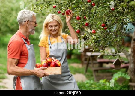 Concetto di mietitura. I coniugi Happy Senior raccolgono mele mature da Tree in Orchard Foto Stock