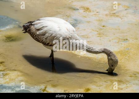 Paesaggio desertico e fauna selvatica delle lagune altiplaniche in Bolivia Foto Stock