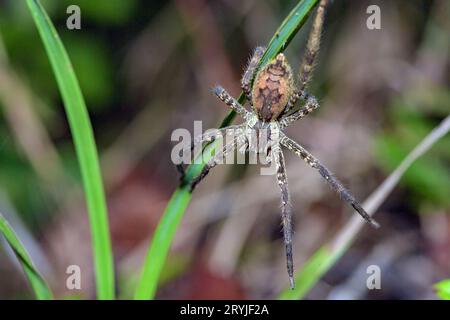 Ragno di bromeliade (Cupiennius sp.?) Da Laguna Lagarto, Costa Rica. Foto Stock
