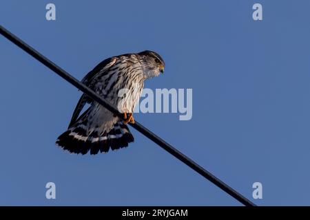 Il Merlino (Falco columbarius) Foto Stock